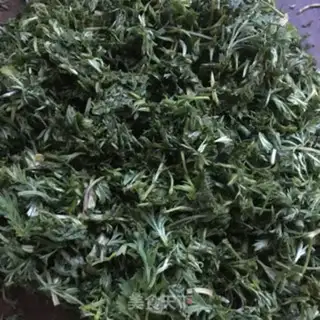 Make Artemisin step 1