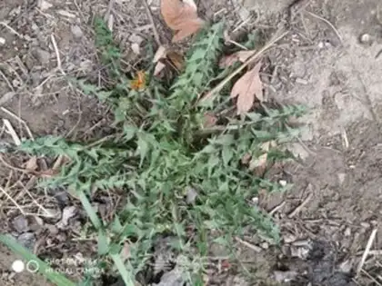 Make Quite a bit step 1