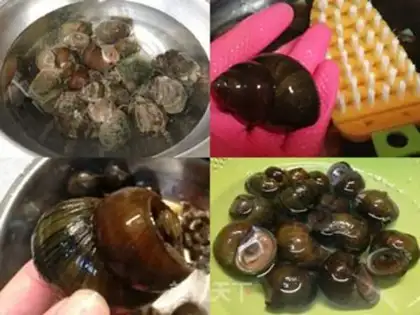 Make Snails step 1