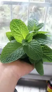 Make Mint eggs step 0