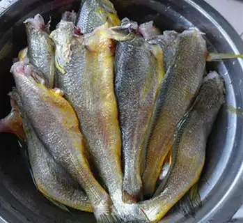 Make The yellowfish step 1