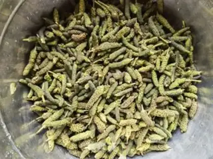 Make ♪ Little peppers of garlic ♪ step 2