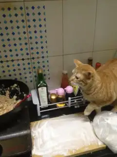Make step 5