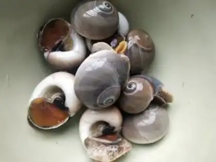 Make White conch step 0