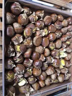 Make Baked chestnuts step 2