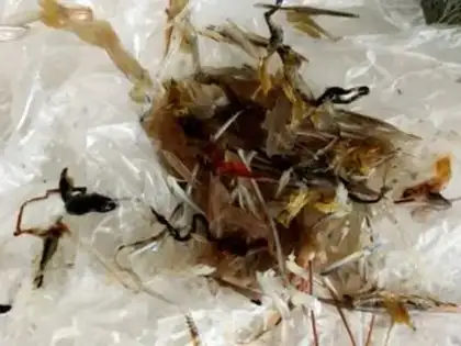 Make Shrimp step 2