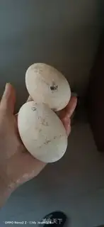 Make Onion fried goose eggs step 0