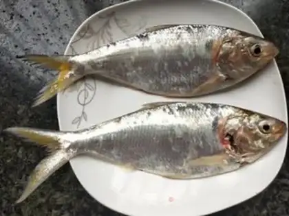 Make Vapouring whitefish step 0
