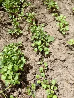 Make A radish step 2