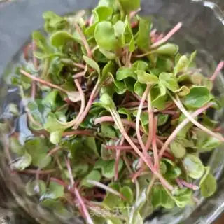 Make A radish step 3