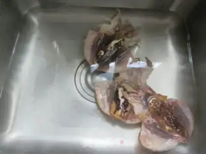 Make The squid