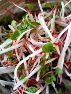 Make A radish step 8