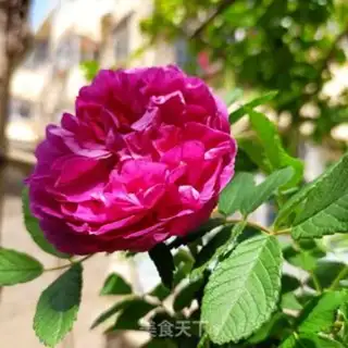 Make Roses step 0