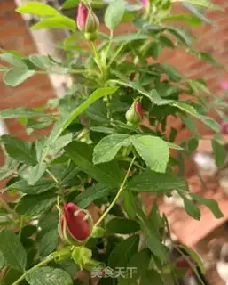Make Roses step 1