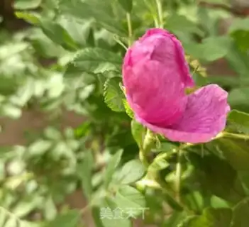 Make Roses step 2