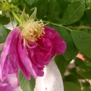 Make Roses step 3