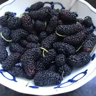 Make Sour yogurt step 0