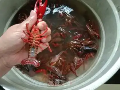 Make Beer lobster step 2