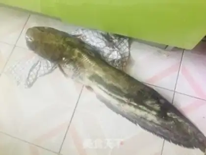Make Wild catfish eggplant step 0
