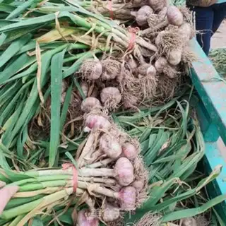 Make I used to pick up garlic step 0