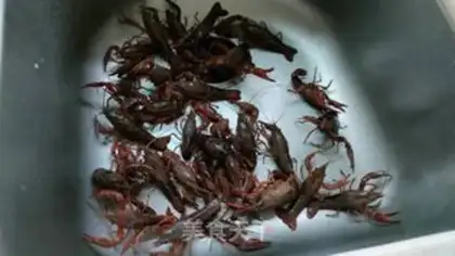 Make Tequila hot lobster step 0