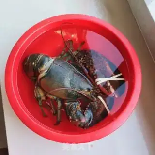 Make Yellow and lobster tails step 0