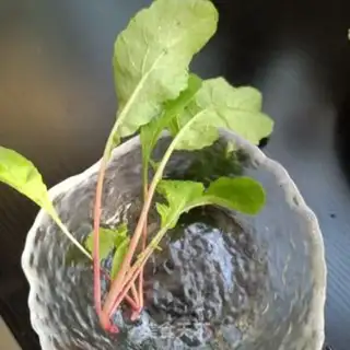 Make Barbecue salad step 10
