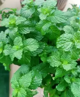Make Mint shrimp step 0