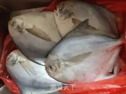 Make Red-burned flatfish step 0