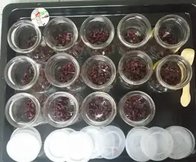 Make Homemade cranberry yogurt step 5