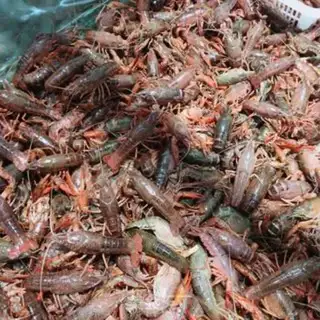 Make Homemade lobsters step 0