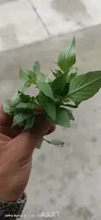 Make A cucumber step 0