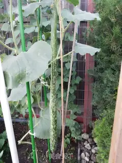Make Pumpkin and snake step 0