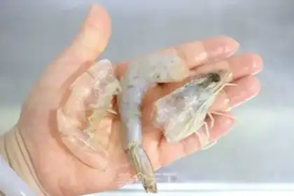 Make Pork and shrimp pans step 1