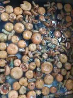 Make Porridge stew step 0