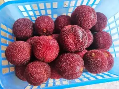 Make Milk and plum ice powder step 0
