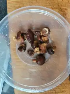 Make Roasted chicken soup for corn bugs step 7