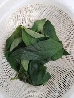 Make Sesame leaves and soup noodles step 9