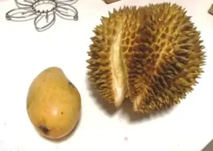 Make The durian floor step 0