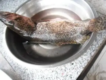 Make Squidfish step 0