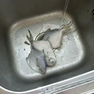 Make A silverfish step 0