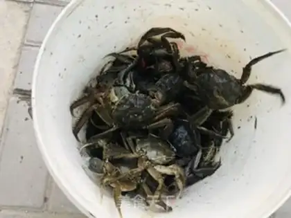 Make Steam crabs step 0