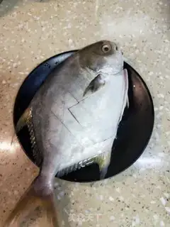 Make Beanfish step 0