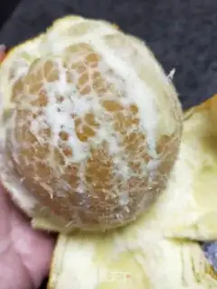 Make Roast oranges step 3