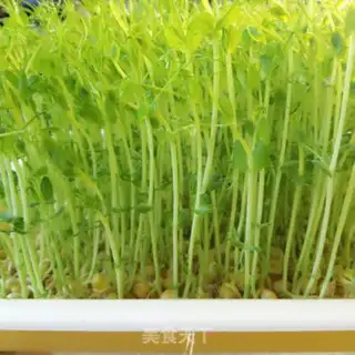 Make Soy sauce step 0