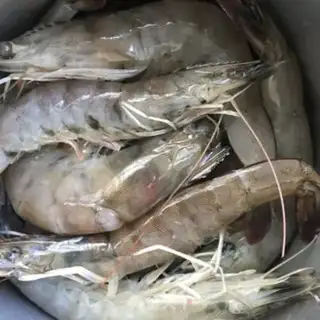 Make Shrimp tail step 0