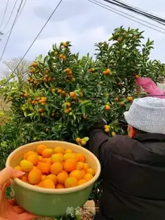 Make Orange tea step 1