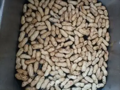 Make Phalogen peanuts step 1
