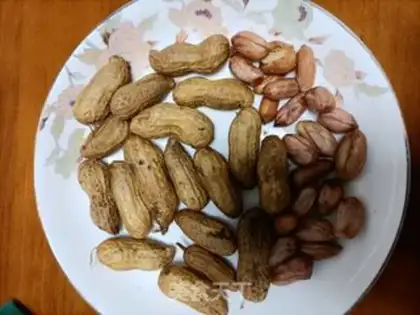 Make Phalogen peanuts step 6