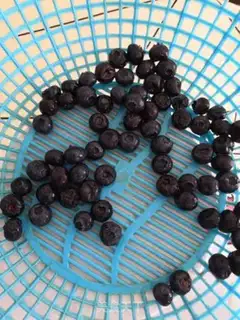 Make Blueberry marfin cake step 5